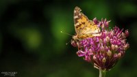 Schmetterling_Norvikken_1